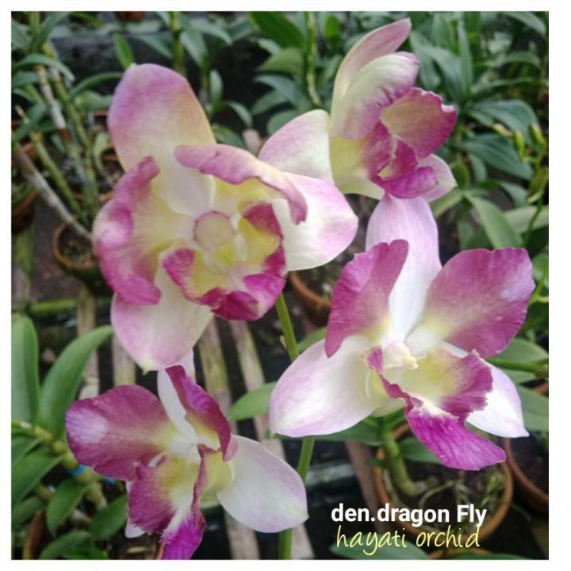 Jual Anggrek Dendrobium Dragon Fly | Shopee Indonesia