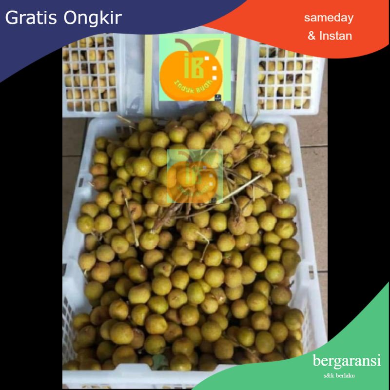 Jual Indukbuah Buah Lengkeng Kelengkeng Bangkok Thailand Cap Emas 1