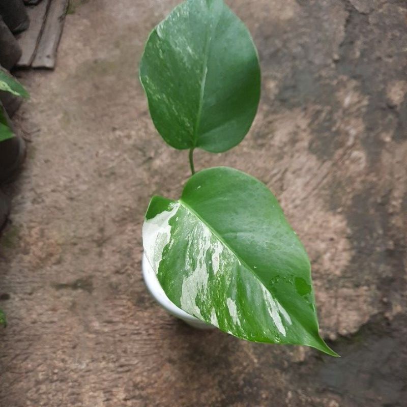 Jual monfar | Shopee Indonesia