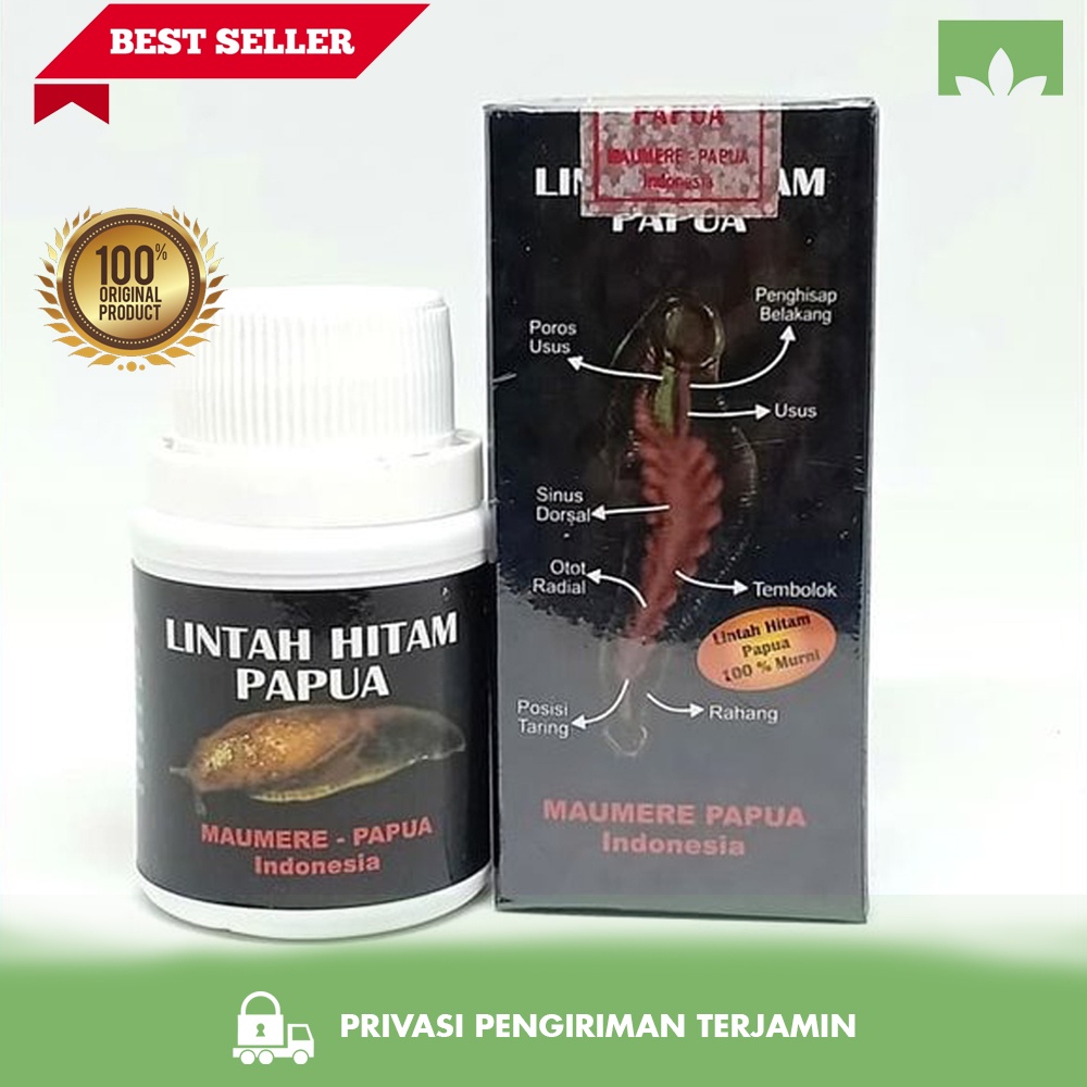 Jual Minyak Lintah Hitam Papua 100 Original Minyak Oles Herbal