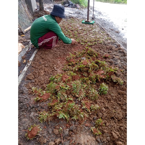 Jual pemasangan rumput gajah mini | Shopee Indonesia