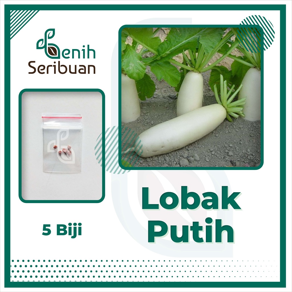 Jual Benih Seribuan 5 Bibit Sayuran Lobak Putih F1 Hibrida Shopee