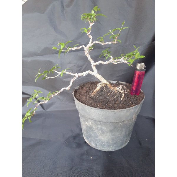 Jual BAHAN BONSAI/SAKURA MICRO MAME | Shopee Indonesia