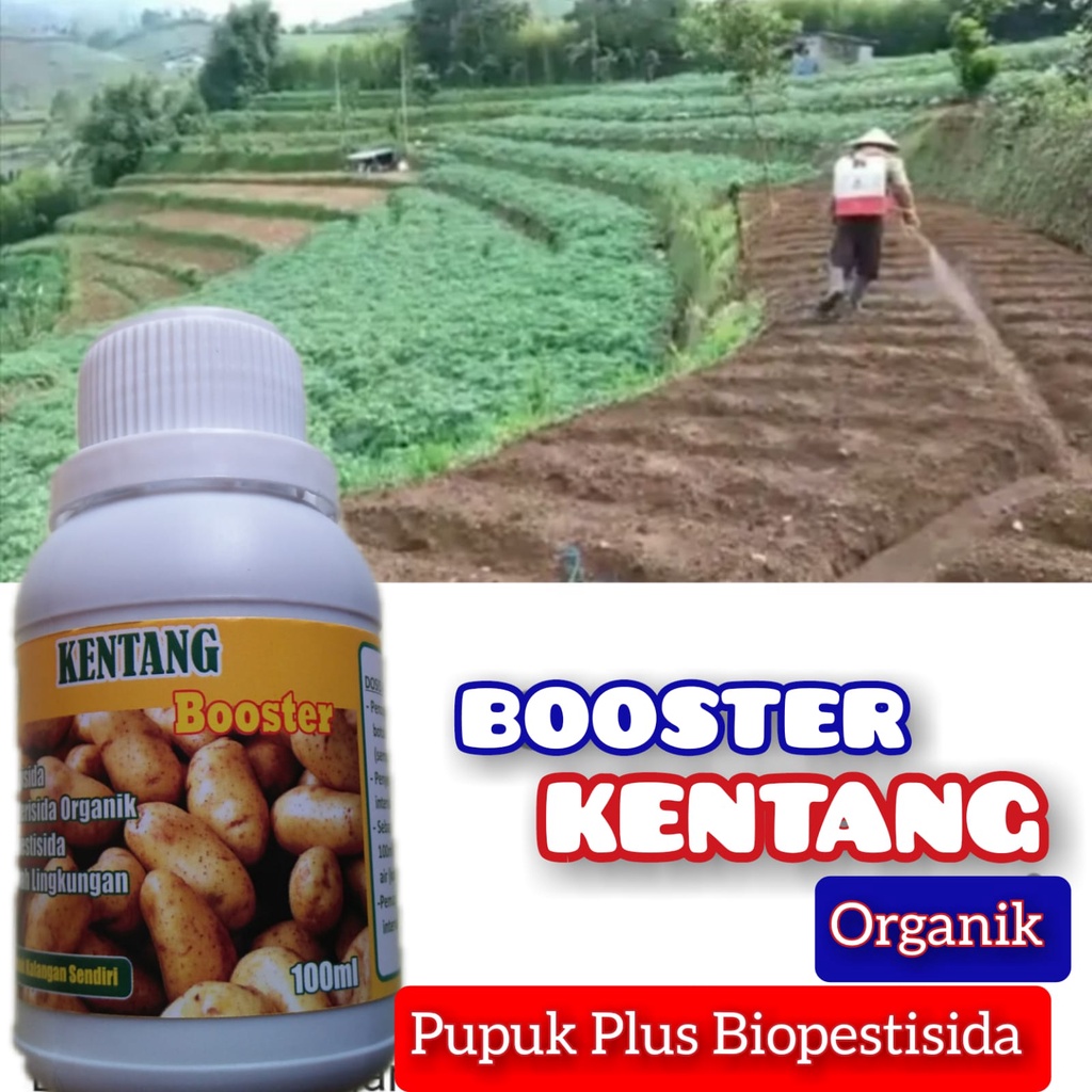 Jual Pupuk Kentang Organik Pelebat Buah Fungisida Bakterisida Hama