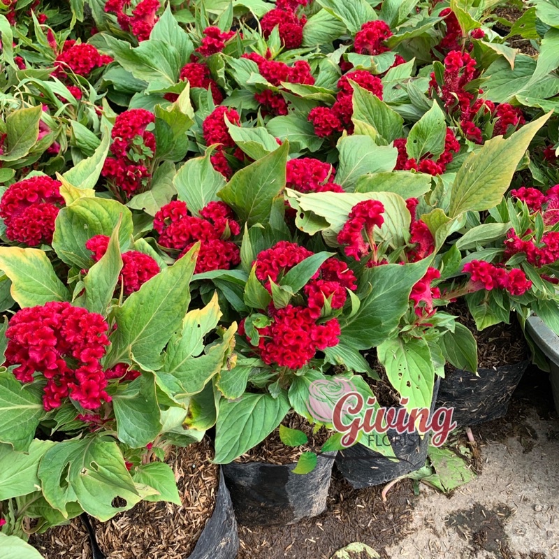 Jual Tanaman Hias Bunga Jengger Ayam / Cellosia Bulat (Sudah Berbunga ...