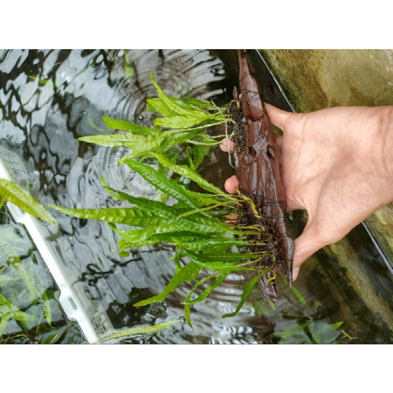 Jual kayu rentek kadaka full air tanaman aquascape | Shopee Indonesia