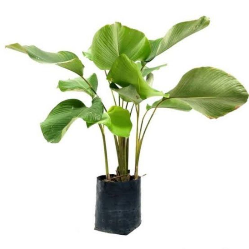 Jual Calathea Lutea Calathea Pisang Shopee Indonesia