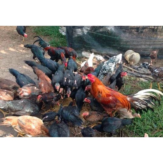 Jual Ayam Kampung Super Jantan Dan Betina Hidup Berat 1 2 Kg Ayam