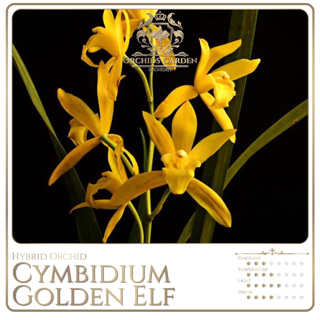 Jual ORCHIDSGARDEN Cymbidium Golden Elf Anggrek Tanah Terrestrial