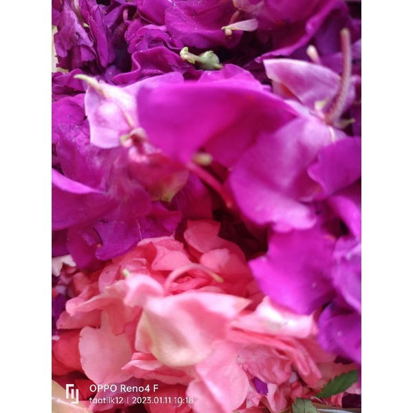 Jual bunga pacar | Shopee Indonesia
