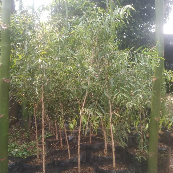 Jual POHON KAYU PUTIH /TANAMAN HERBAL KAYU PUTIH TINGGI 1 METER 1101