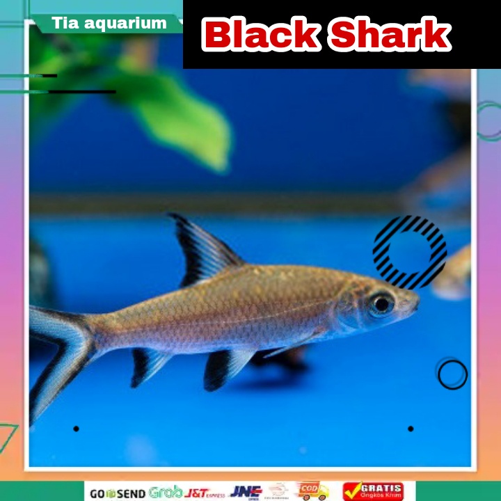 Jual hiasan aquarium balashark air tewar - Jakarta Selatan -  Aqualeaves_jaksel