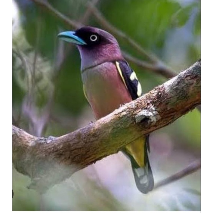 Jual burung sempur hujan rimba jantan | Shopee Indonesia