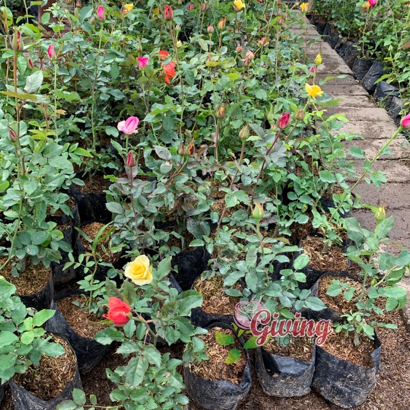 Jual Tanaman Hias Bunga Mawar Import Kate Rose (Sudah berbunga ...