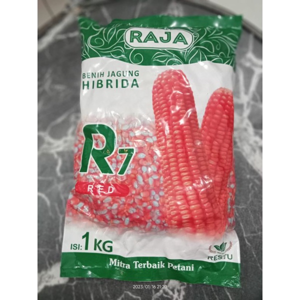 Jual Benih Jagung Hibrida R Raja Shopee Indonesia