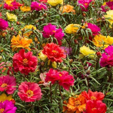 Jual Benih Bibit Biji Bunga Krokot Moss Rose Portulaca Grandiflora Shopee Indonesia