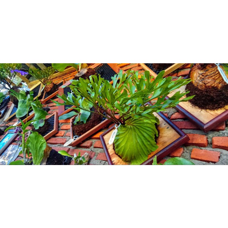 Jual Platycerium Ridleyi | Simbar | Tanduk Rusa | Tanaman eksotis ...