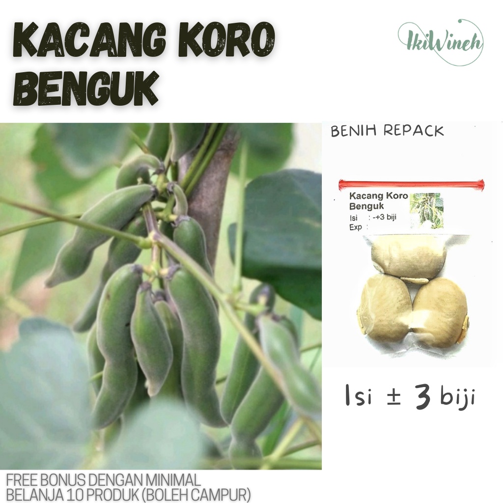 Jual C30 Benih Kacang Koro Benguk Repack Isi 3 Biji Shopee Indonesia