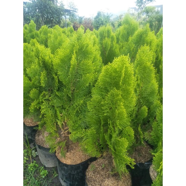 Jual Tanaman hias Pohon Cemara Kipas besar | Shopee Indonesia
