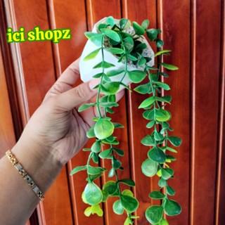 Jual bonsai kersen Harga Terbaik & Termurah Maret 2025