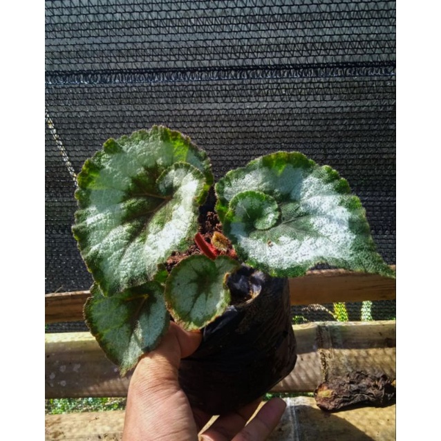 Jual begonia keong escargot | Shopee Indonesia