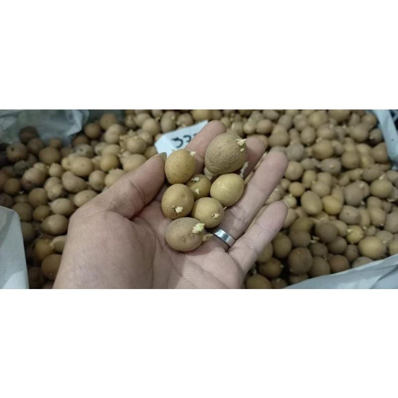 Jual BIBIT KENTANG G0 GRANOLA L BERSERTIFIKAT UKURAN KELERENG PILUS