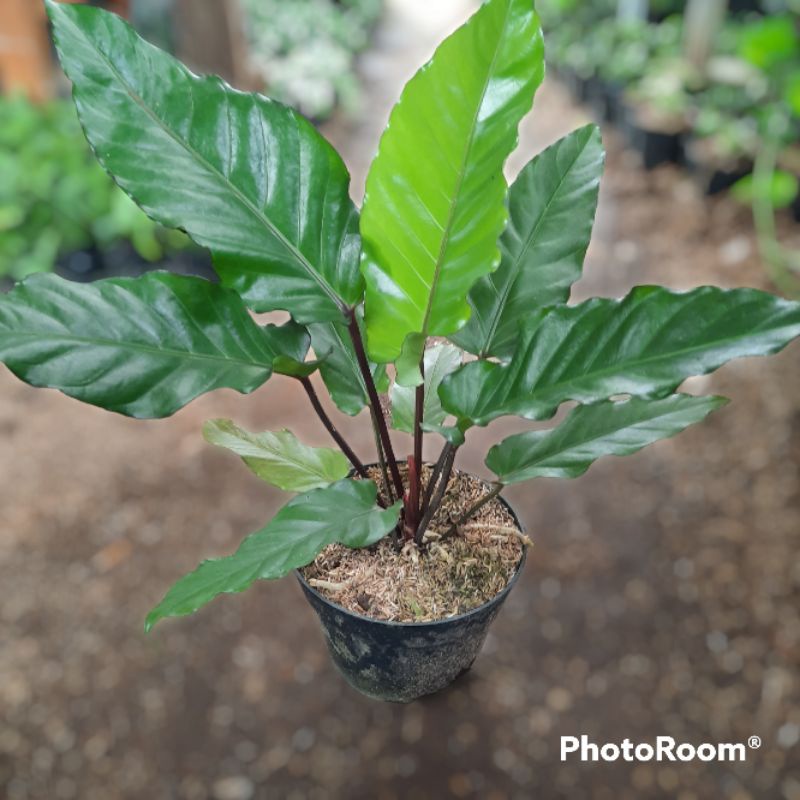 Jual { BISA COD } tanaman anthurium black beauty | Shopee Indonesia