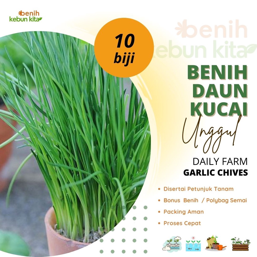 Jual Biji Benih Bibit Daun Bawang Kucai Garlic Chives Repack Nien Hwa Known You Seed Shopee