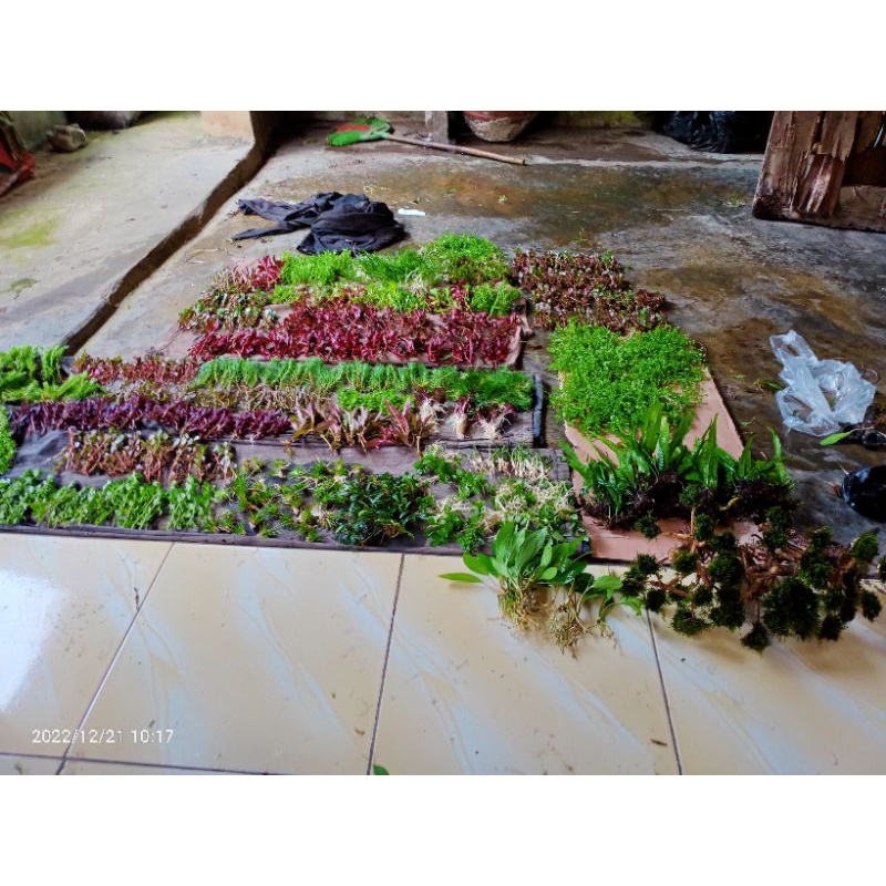 Jual paket taneman satu set bonsay 1 dan beberapa jenis taneman low co2 ...