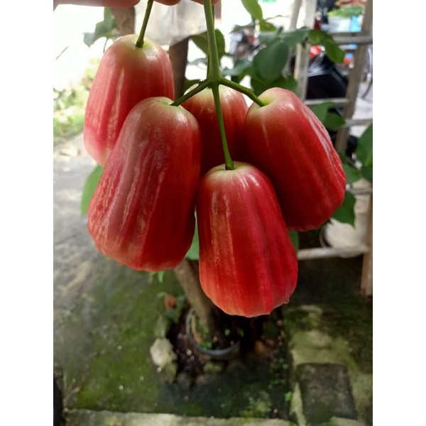 Jual Bibit Tanaman Jambu Air Madu Deli Merah Putih Rimbun Shopee