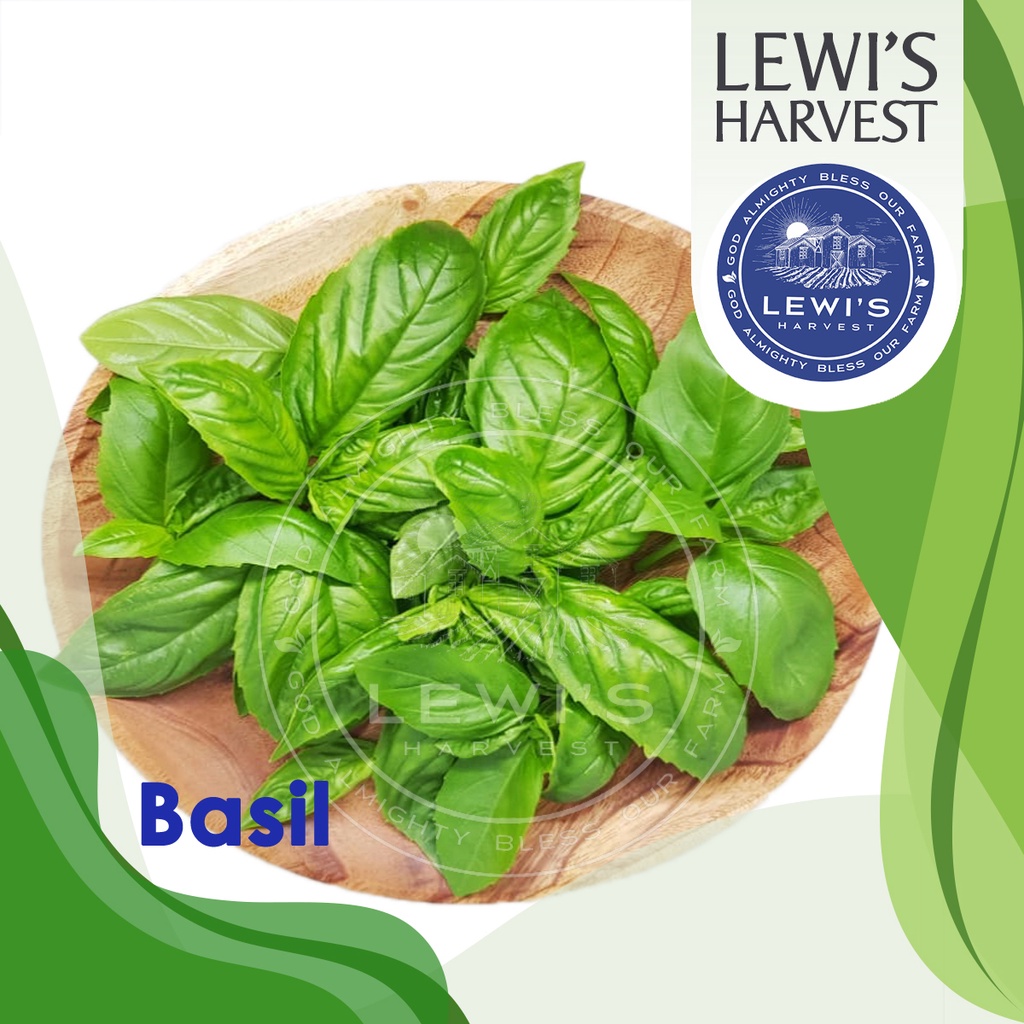 Daun Basil Manis Segar Fresh Sweet Basil