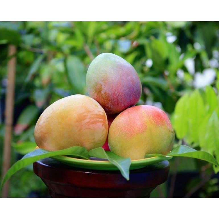 Jual Bibit Mangga Agrimania / R2E2 (1 METER BATANG BESAR) | Shopee ...