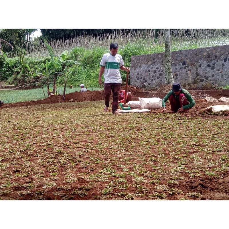 Jual pemasangan rumput gajah mini | Shopee Indonesia