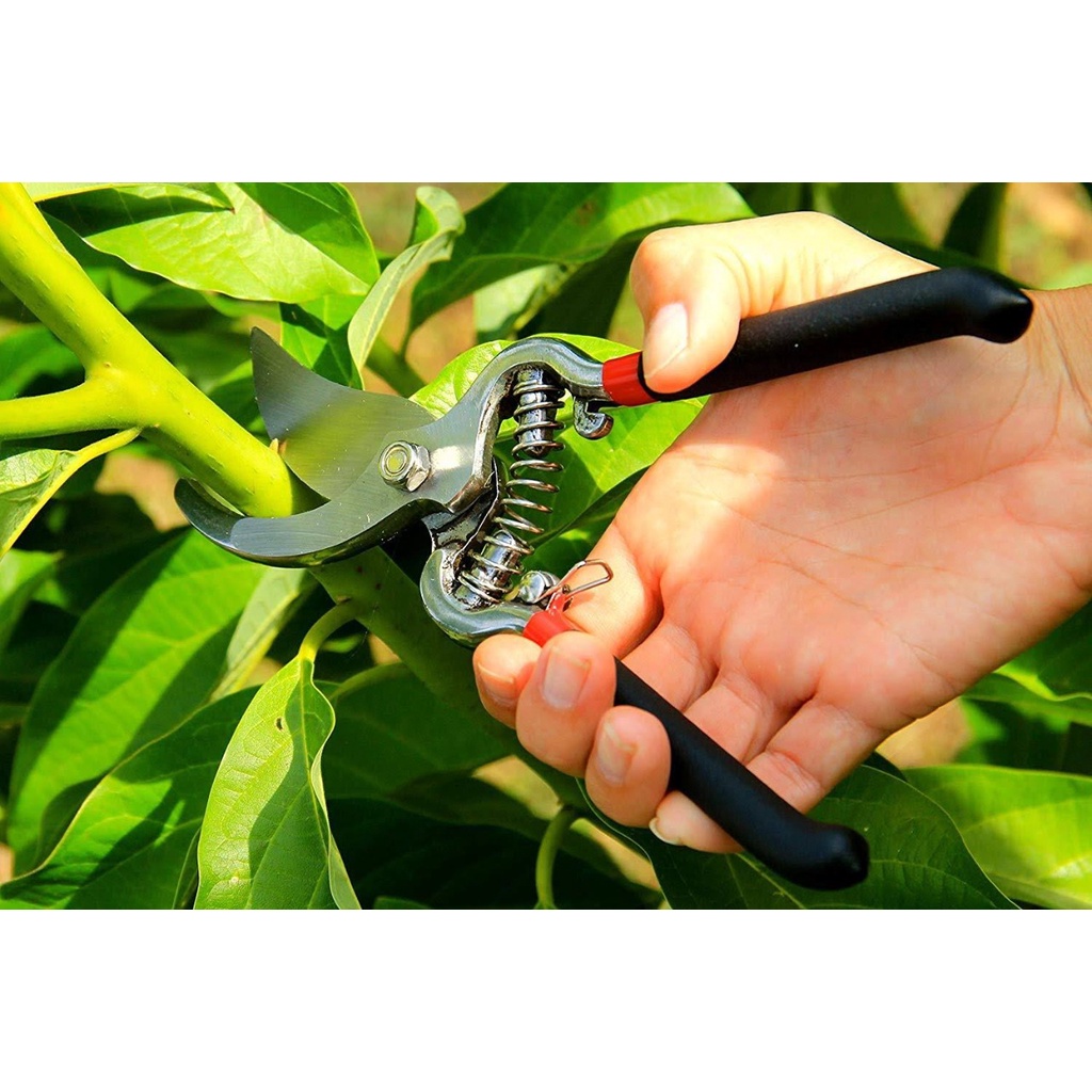 Jual Gunting Dahan Dan Ranting 8Inci Pruning Shear 8 Inch / Alat Bantu ...