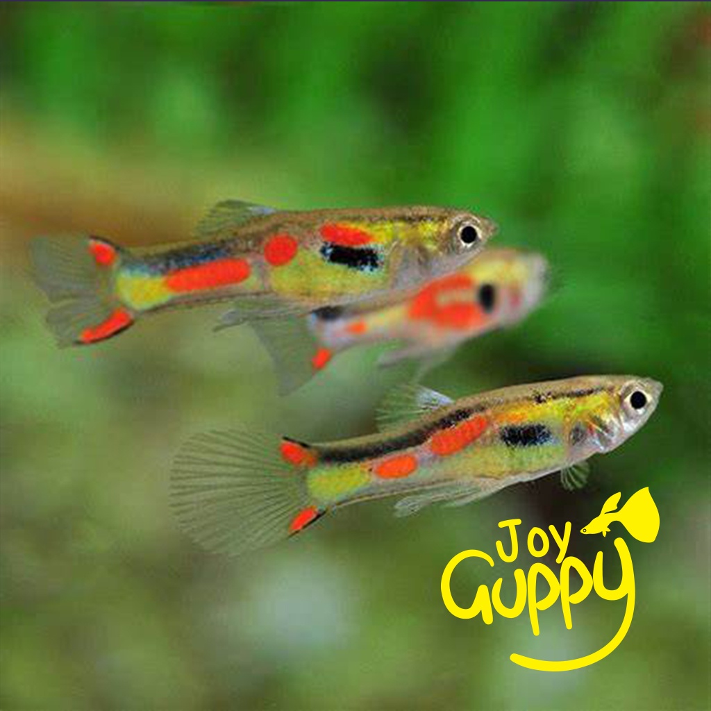 Jual Ikan Hias Air Tawar Guppy Rainbow Endler Aquascape Shopee Indonesia