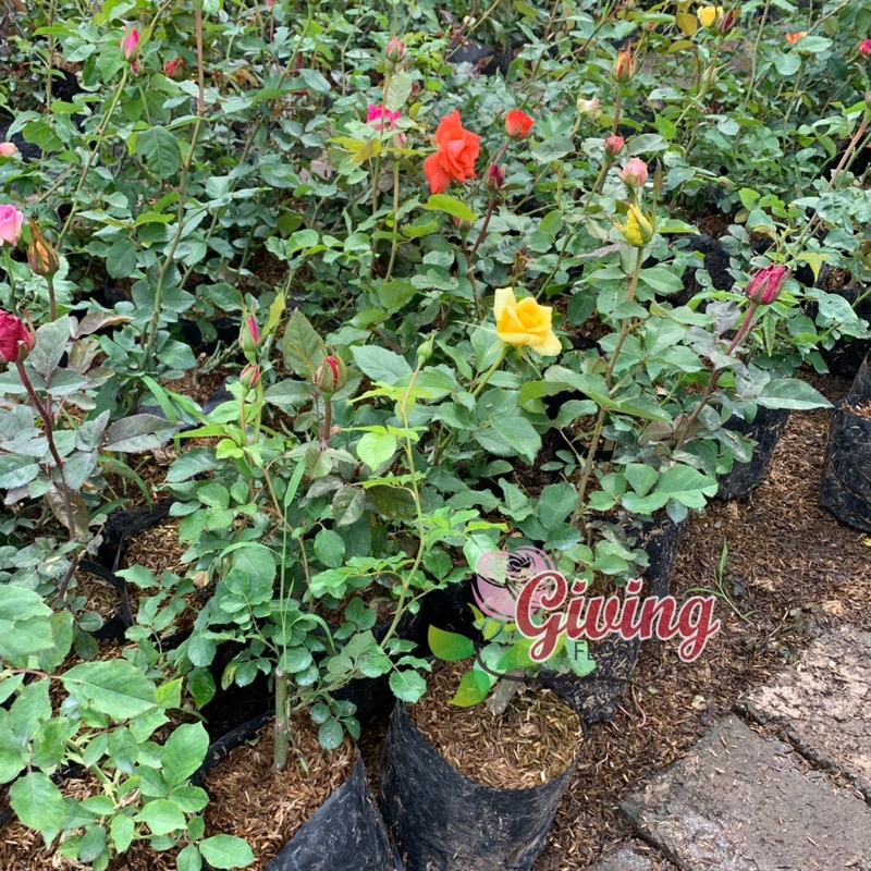 Jual Tanaman Hias Bunga Mawar Import Kate Rose (Sudah berbunga ...