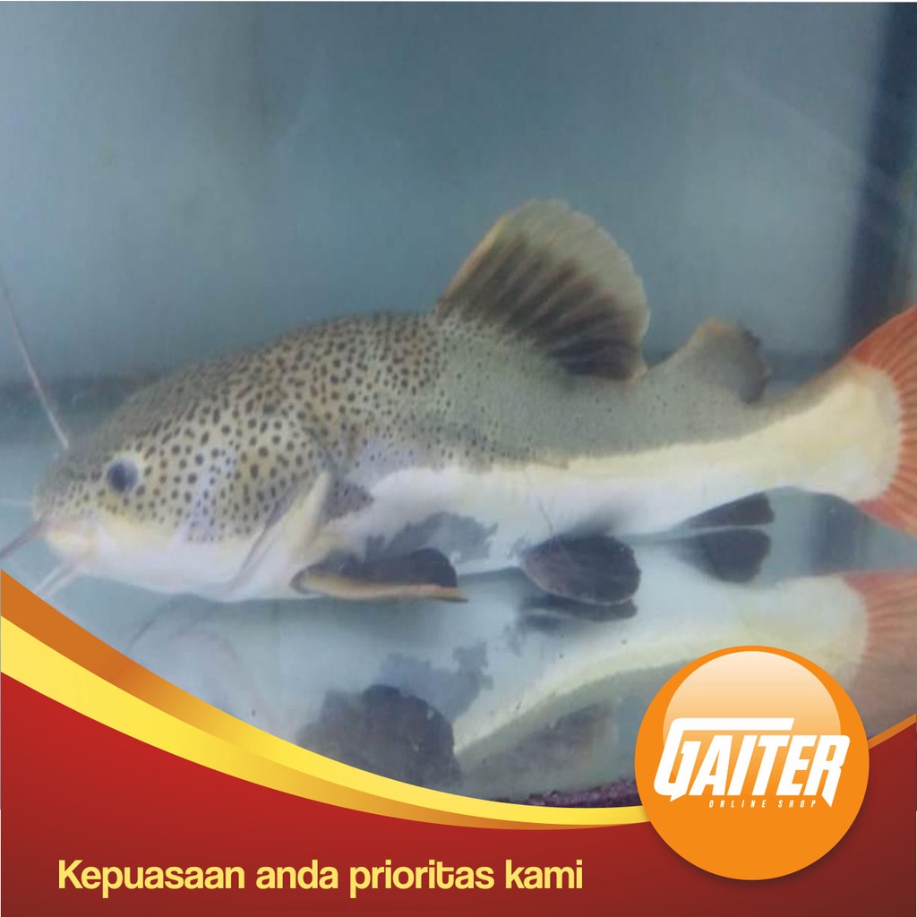 Jual Red Tail Catfish/RTC size JUMBO Shopee Indonesia