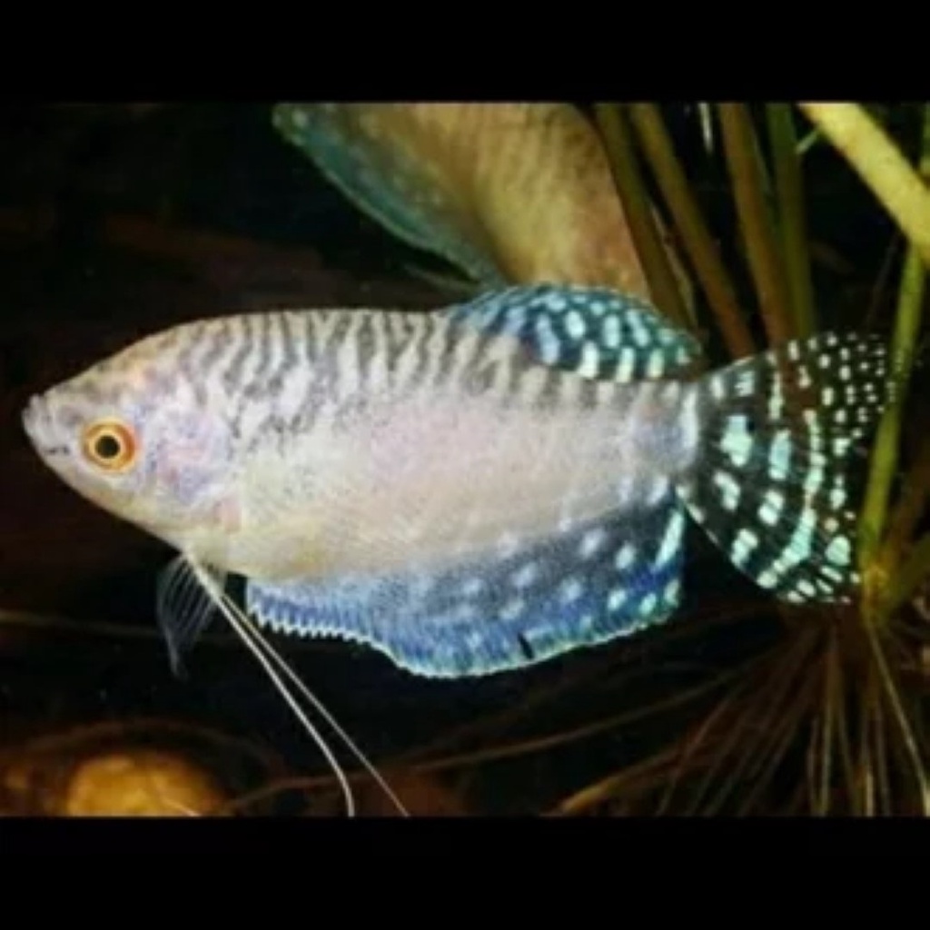 Jual Ikan Sepat Hias Putih Tiger Sepat Aquascape Shopee Indonesia