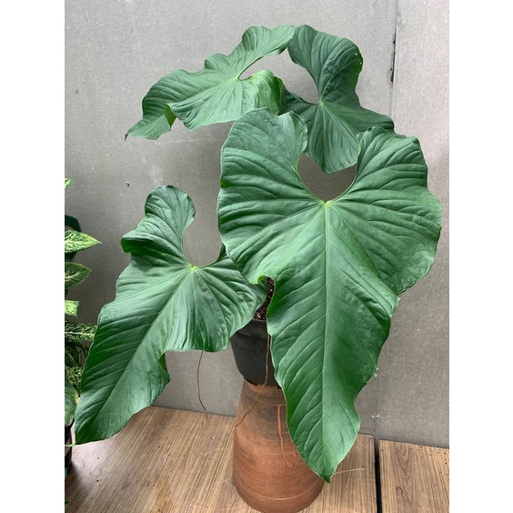 aglaonema black leaves Aglaonema Black Maroon
