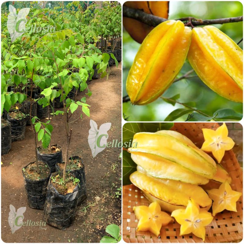 Jual Bibit Tanaman Buah Belimbing Madu Jumbo Okulasi Cepat Berbuah Shopee Indonesia