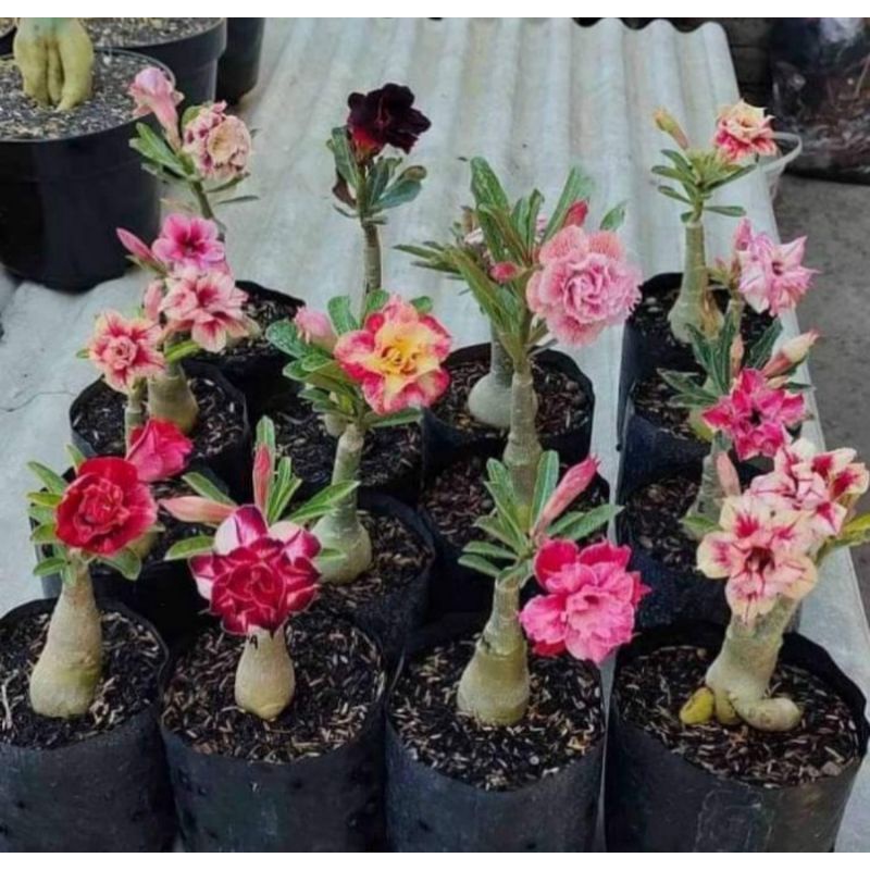 Jual ADENIUM BUNGA TUMPUK GRAFTING 100% BER KWALITAS DAN TERLARIS ...