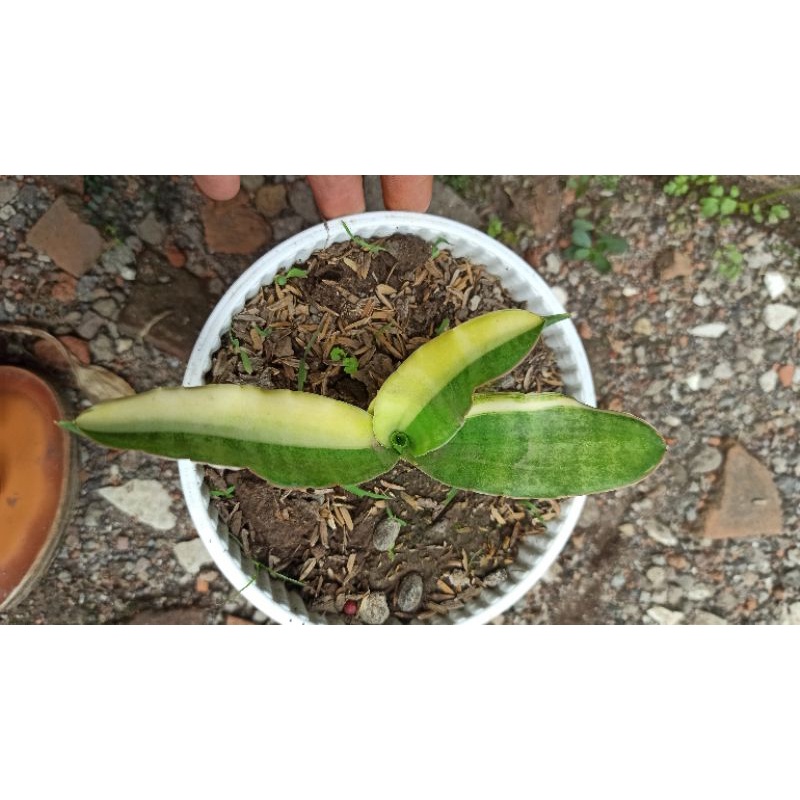 Jual Sansevieria Javanica Var putih | Shopee Indonesia