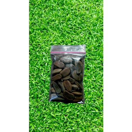 Jual Biji Benih Kayu Secang Tanaman Banyak Manfaat Shopee Indonesia