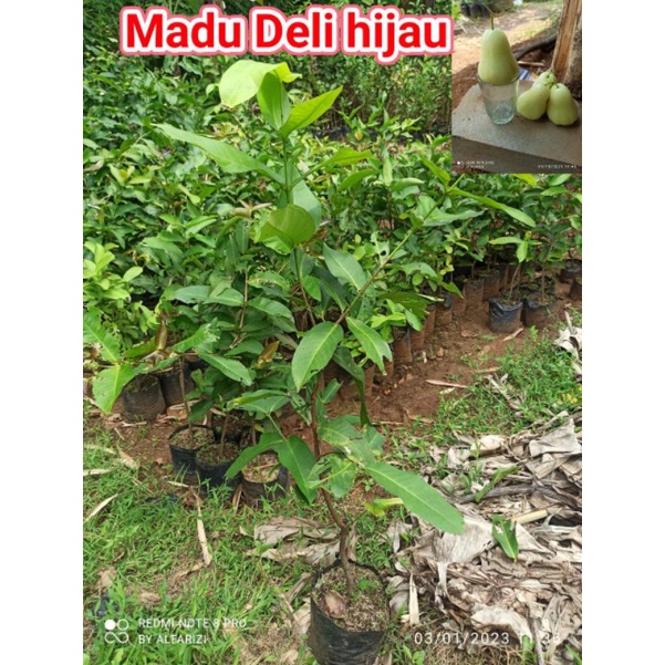 Jual bibit jambu madu Deli hijau rimbun | Shopee Indonesia