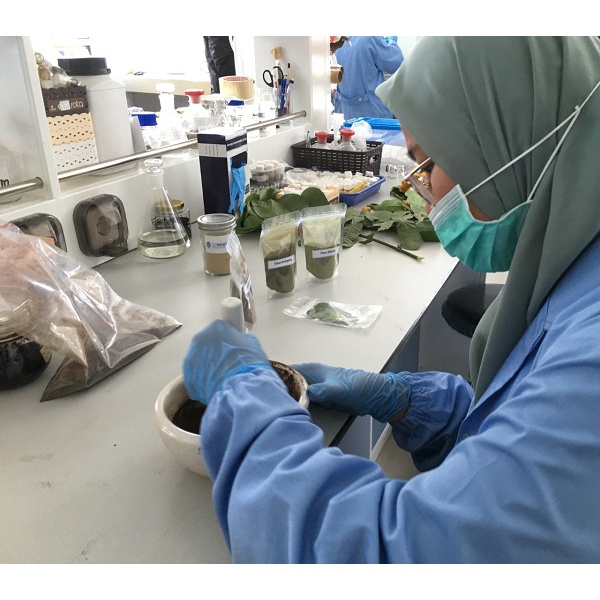 Paket Proses Ekstraksi, Determinasi, Uji Fitokimia Tumbuhan Obat Simplisia Tanaman Herbal Jasa Layanan Untuk Peneltian Pengujian Laboratorium