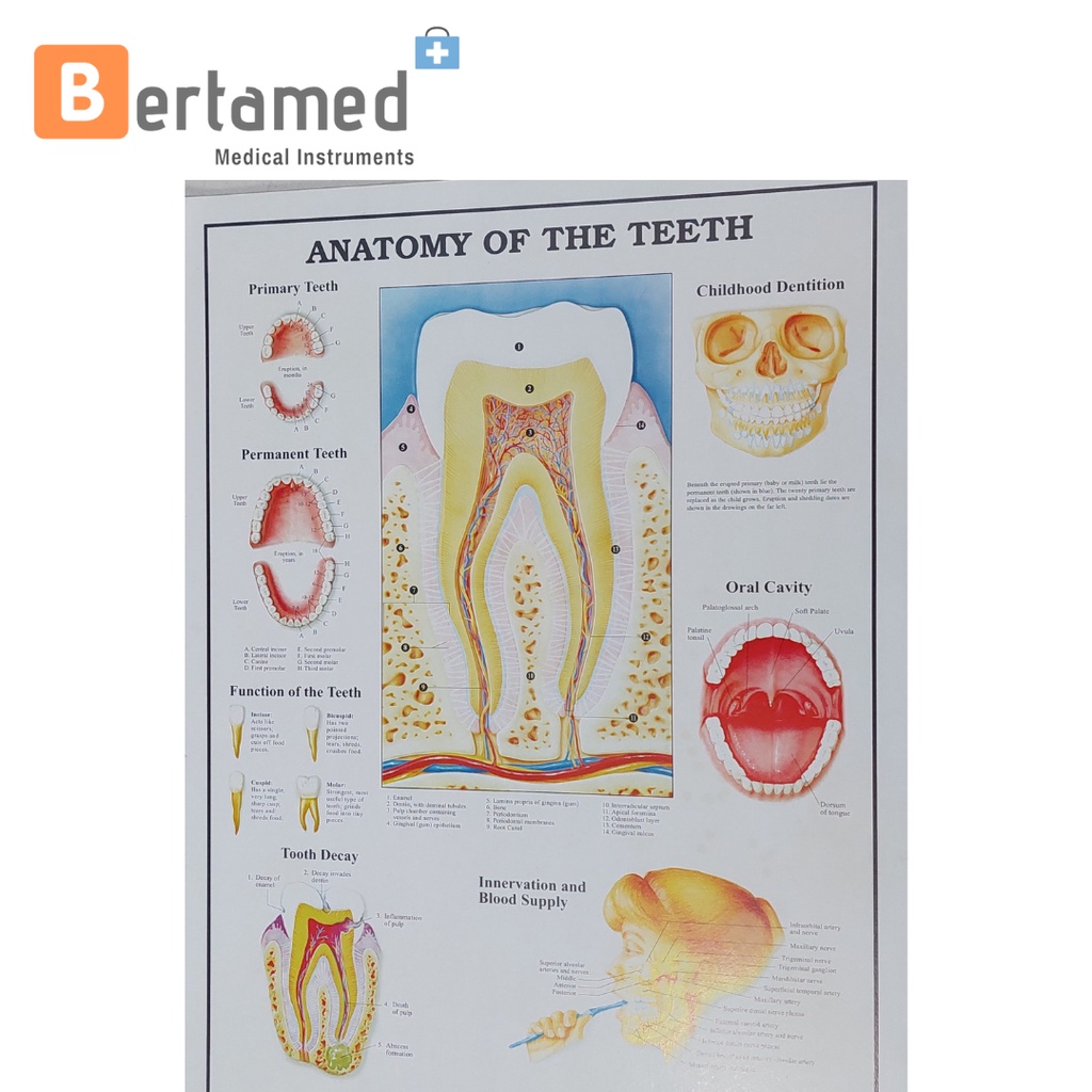 Jual Anatomi Gigi / Tooth | Shopee Indonesia