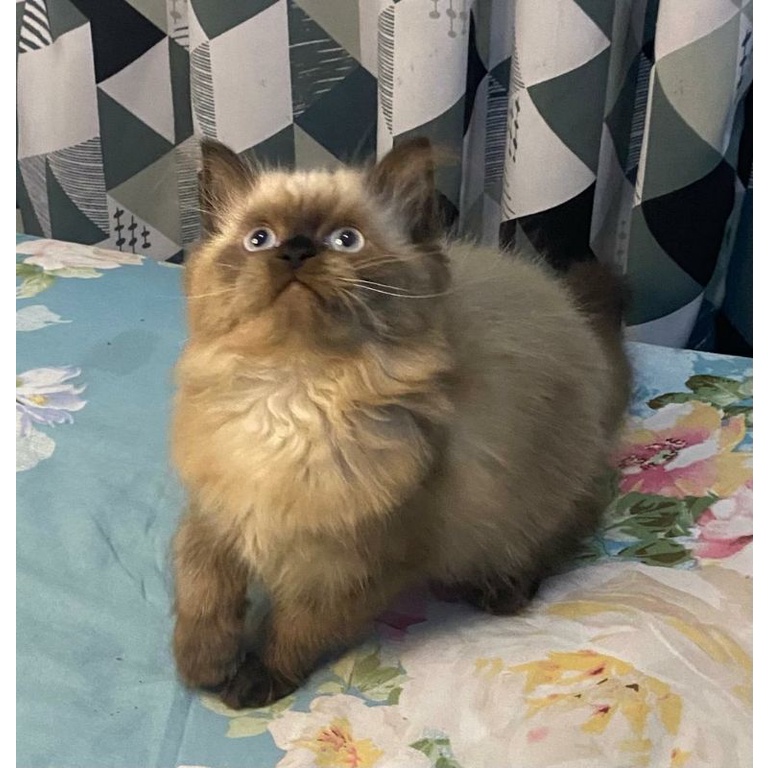 Jual kucing ragdoll cinamon | Shopee Indonesia