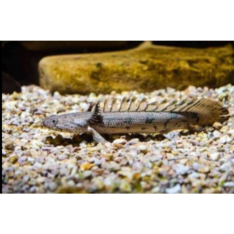 Jual Palmas Endlichery Size 6-10Cm Dragon Fish Hiasan Aquarium | Shopee ...