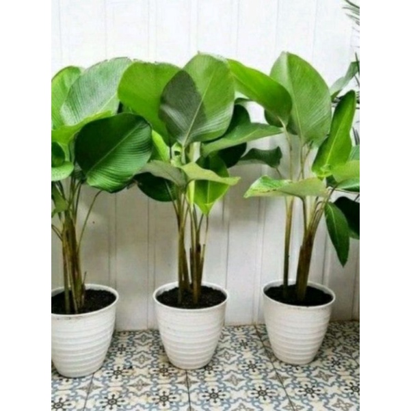 Calathea Lutea Tanaman hias Tinggi 30-50 cm