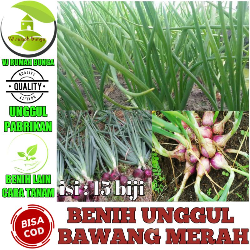 Jual Benih Bibit Bawang Merah Shopee Indonesia